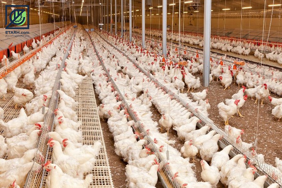 لیست قیمت مرغ تخمگذار محلی - سپید طیور